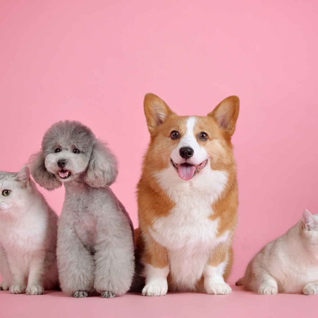 Huisdieren pets hondjes